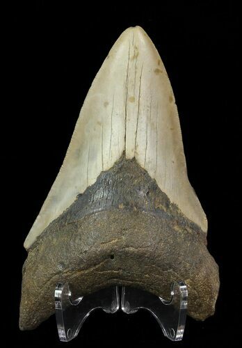 Megalodon Tooth - North Carolina #67285